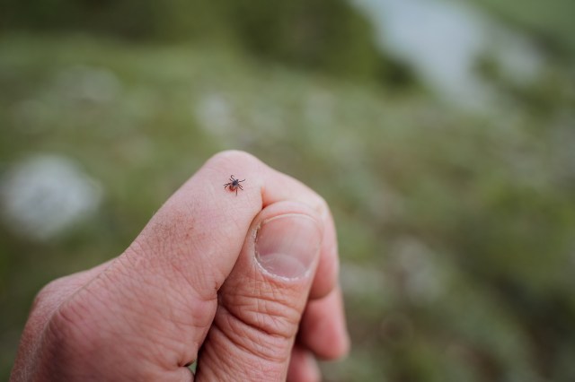 A tick crawling on someone's hand.