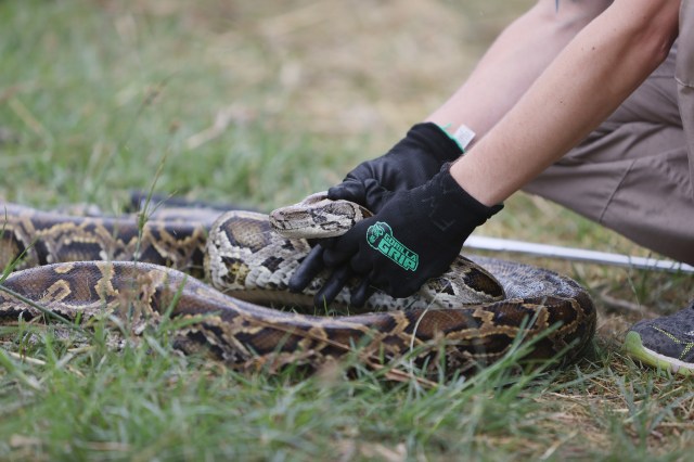 McKayla Spencer, the Interagency Python Management Coordinator for the Florida Fish and Wildlife Conservation, demonstrates how to catch a python as the Florida governor kicks off the 2021 Python Challenge.