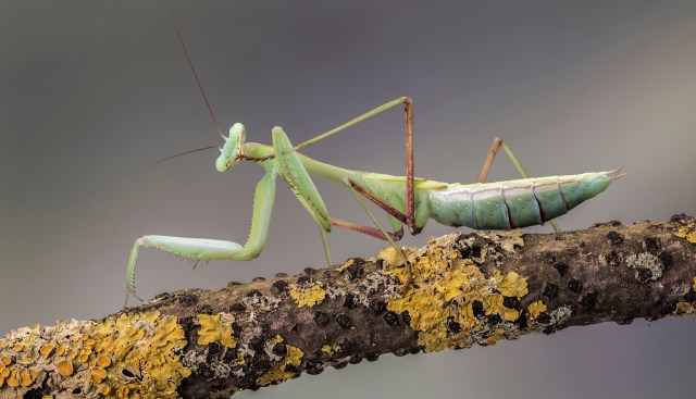 A green praying mantis perched on a lichen-covered branch with a blurred background.