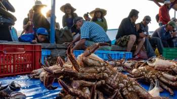 A variety of crustaceans caught on a boat, surrounded by seaweed and debris.