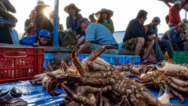A variety of crustaceans caught on a boat, surrounded by seaweed and debris.