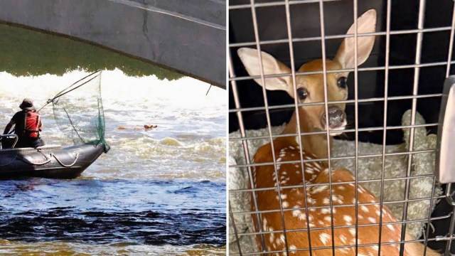 A person in a boat uses a net to rescue a deer from a river, and the rescued fawn is shown in a pet carrier.