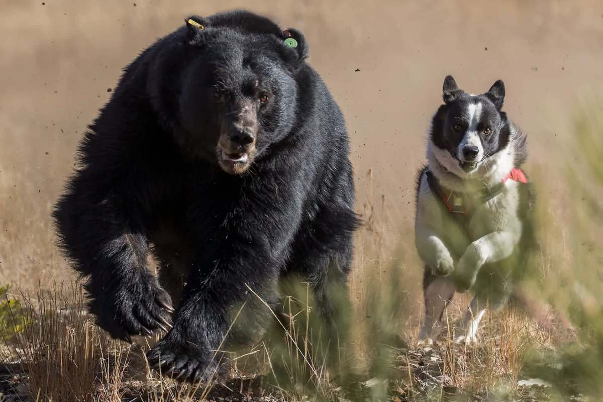 A dog chasing a black bear.