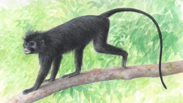 An illustration of a black monkey with a long tail walking on a tree branch amid a lush green background.