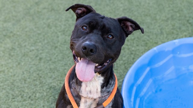A happy black dog with a collar sits beside a blue water bowl on green grass.