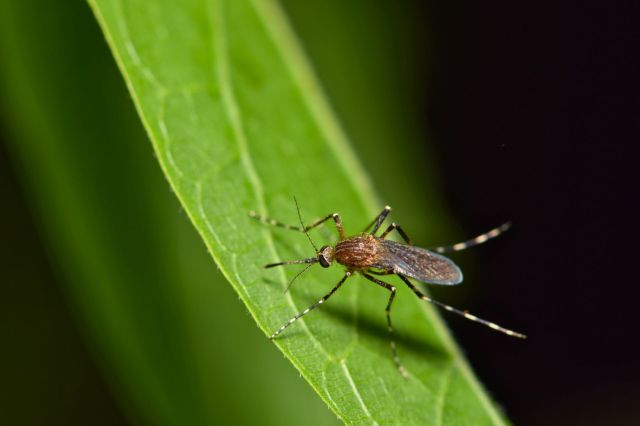 A mosquito on a leaf.