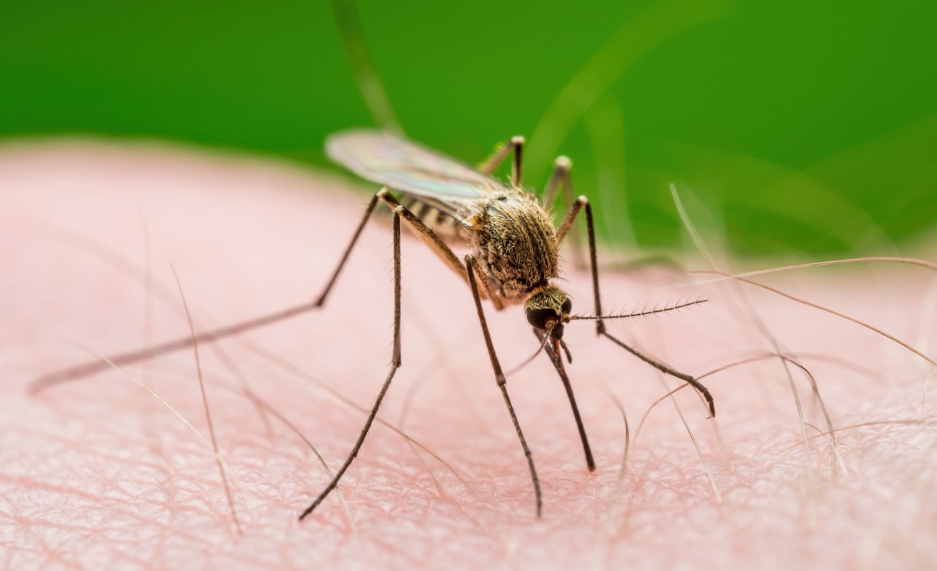 A close-up of a mosquito feeding on human skin, with a green background.