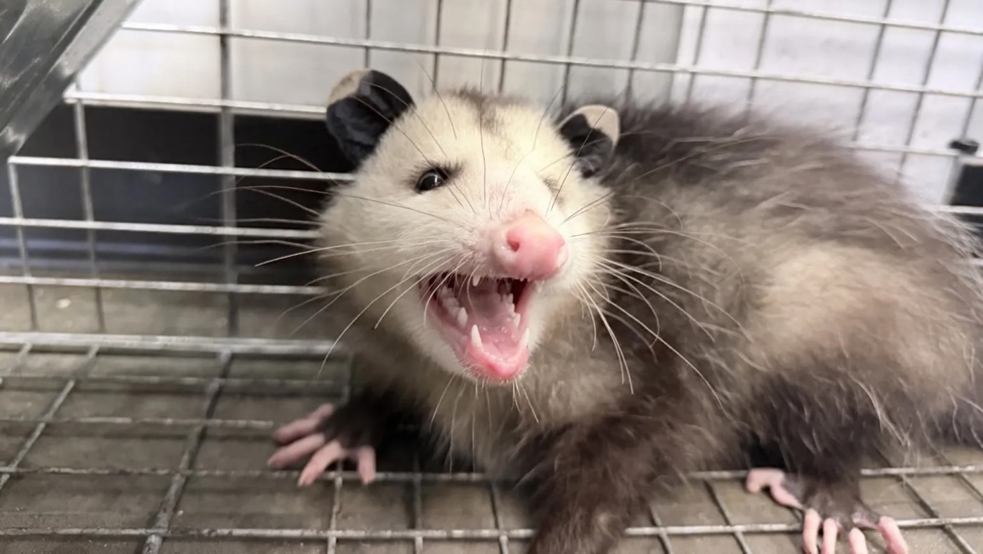 An opossum baring its teeth in a metal cage.