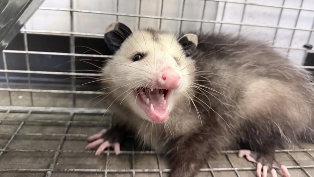 An opossum baring its teeth in a metal cage.
