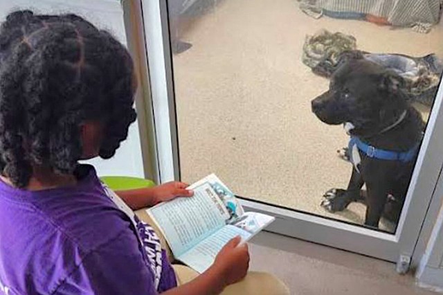 A child reading to a dog through a glass partition.
