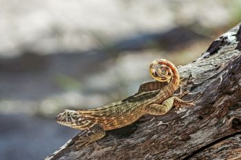 A Northern curly-tailed lizard.