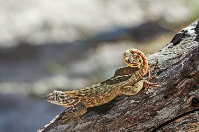 A Northern curly-tailed lizard.