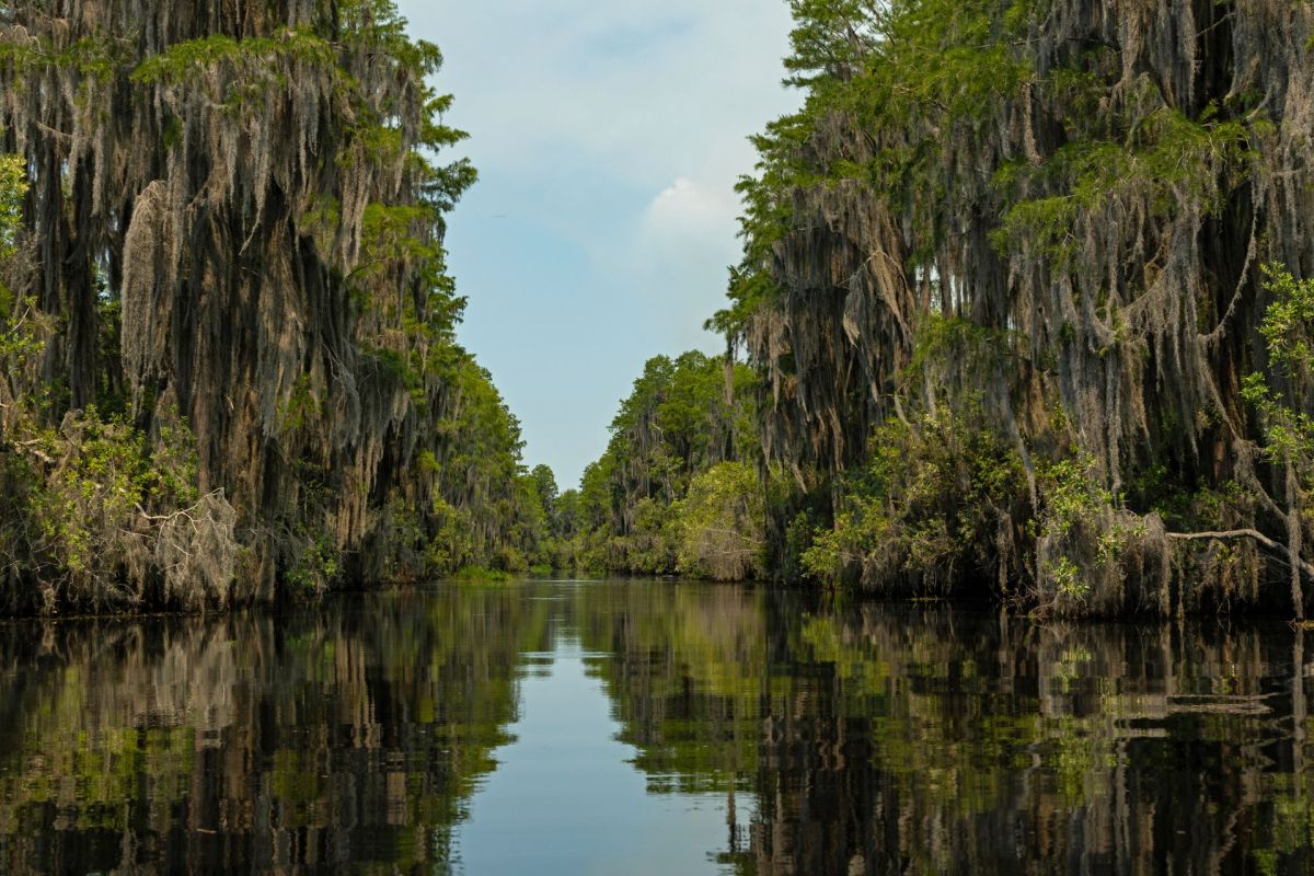 Okefenokee National Wildlife Refuge in Georgia.
