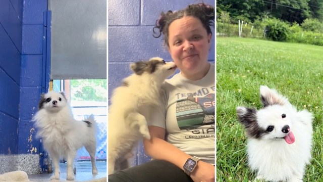 A white and black Pomeranian at a shelter and playing outdoors.