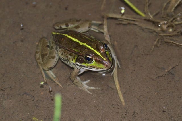 A black-spotted pond frog.