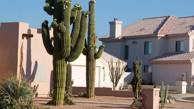 A large cactus with flowers stands in front of a modern pink house under a clear blue sky.