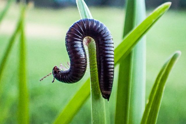 A Portuguese millipede.