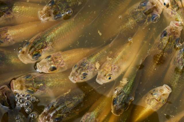 A close-up image of several small fish submerged in murky water, with bubbles rising around them.