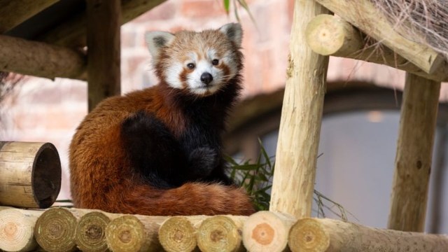 A red panda on a wooden enrichment structure.