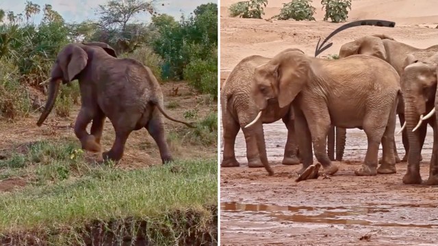 Elephants in the savanna and near a waterhole.