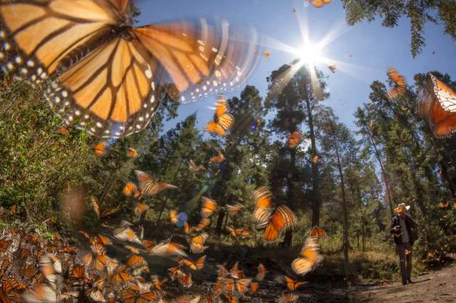 A person stands in a forest surrounded by a swarm of colorful monarch butterflies under a bright sun.