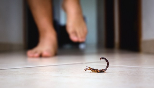 A scorpion is seen on a tiled floor with a bare foot approaching it from the background.