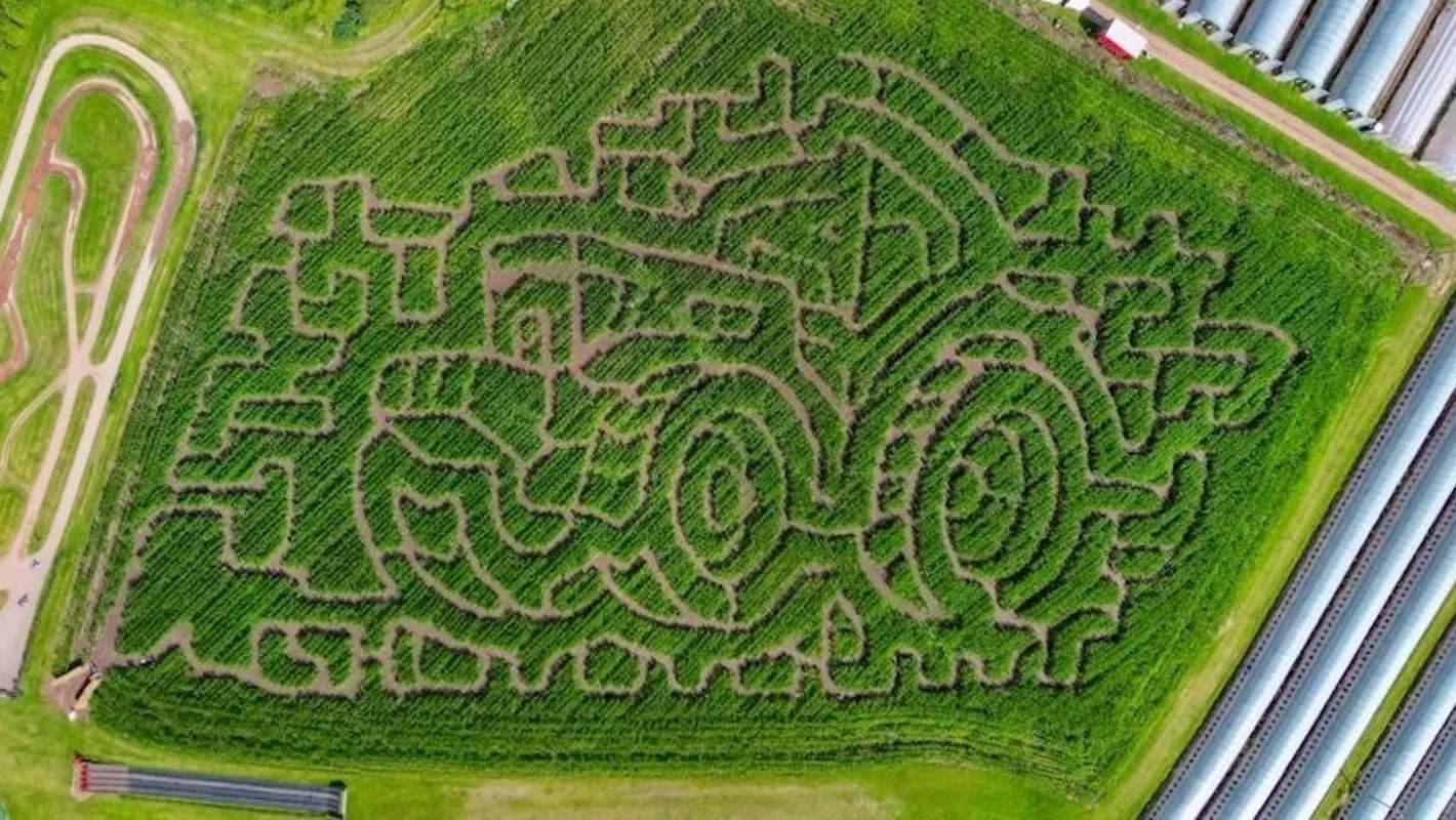 An aerial view of a large corn maze shaped like a tractor, surrounded by green fields.