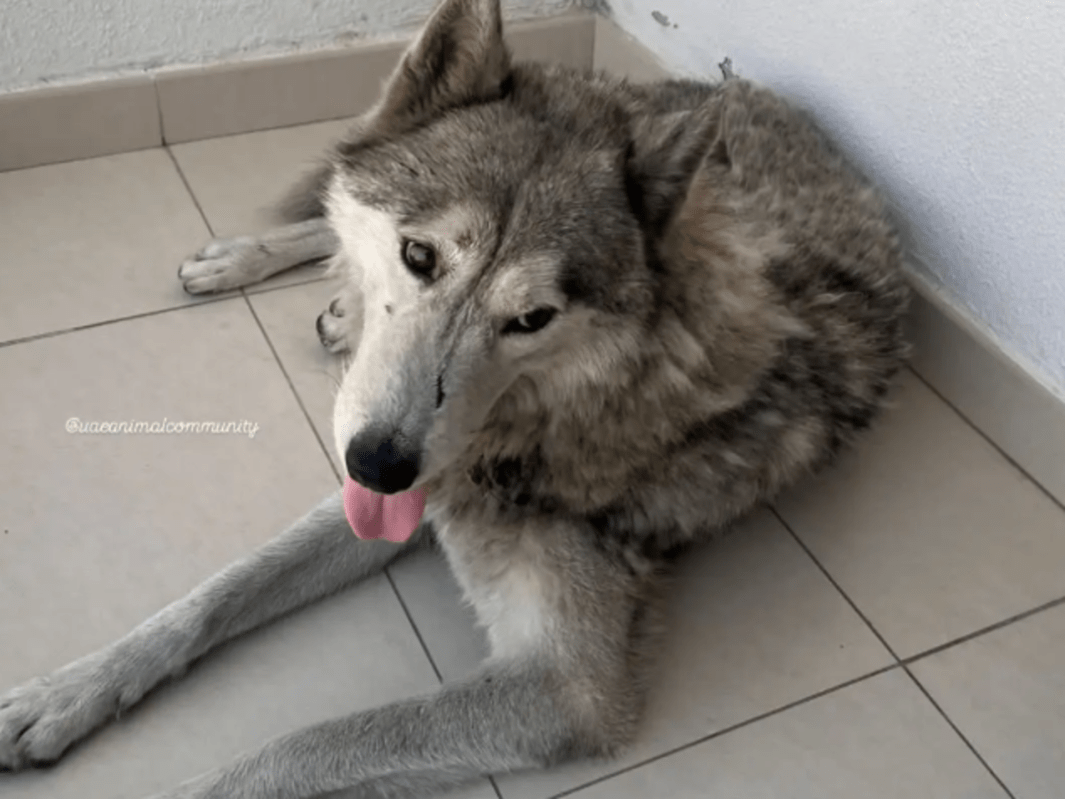 A Husky dog appears to sweat on a tiled floor.