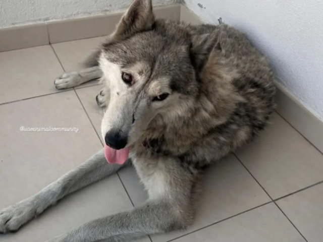 A Husky dog appears to sweat on a tiled floor.
