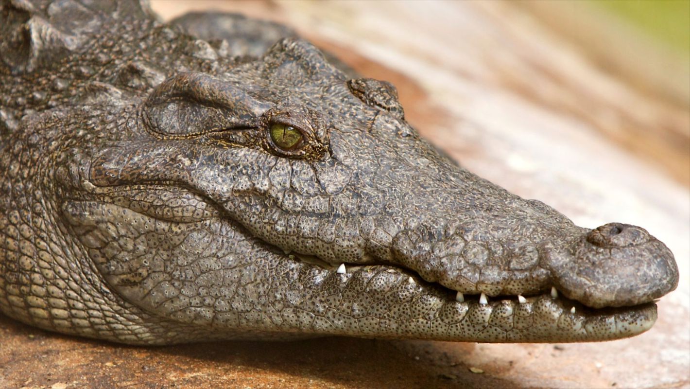 A Siamese crocodile.