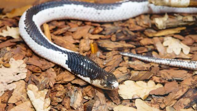 A black and white cobra resting on a bed of brown leaves and wood chips.