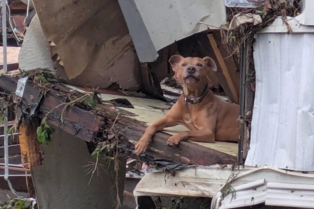 A brown dog lounges on a broken wooden beam amid debris from a damaged building.