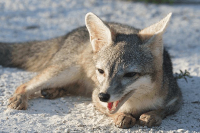A gray Cozumel fox.