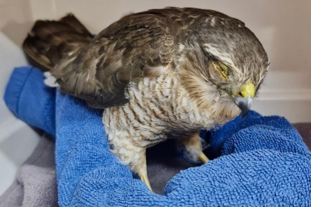 A small sparrowhawk resting on a blue towel, eyes closed, in a domestic setting.