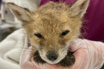 A close-up of a young fox being held by a person wearing a glove, with a soft focus background.