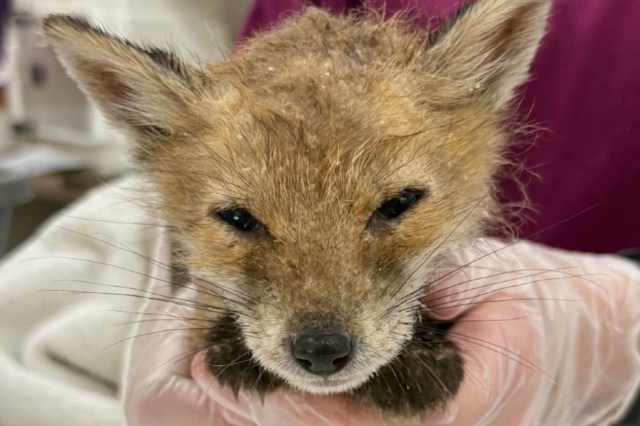 A close-up of a young fox being held by a person wearing a glove, with a soft focus background.