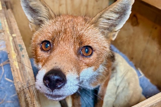 A fox in a wooden box filled with straw.