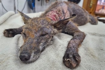 A sick, emaciated fox lying on a blanket, with visible skin irritation and closed eyes.