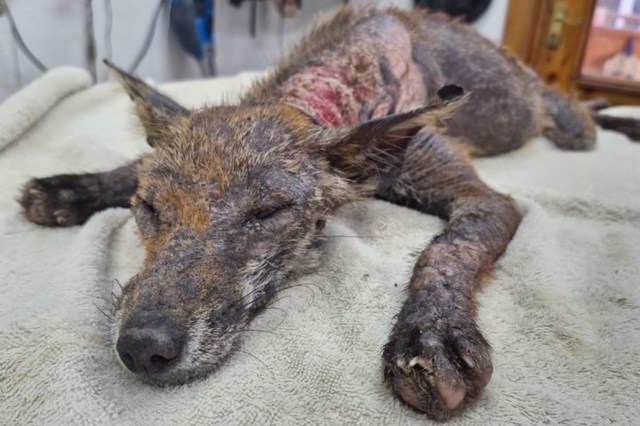 A sick, emaciated fox lying on a blanket, with visible skin irritation and closed eyes.