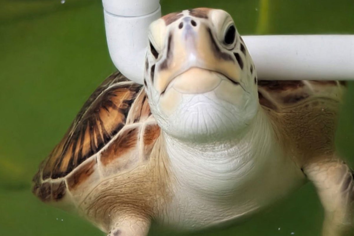 A close-up of a turtle swimming underwater with a green background and a white pipe in the frame.
