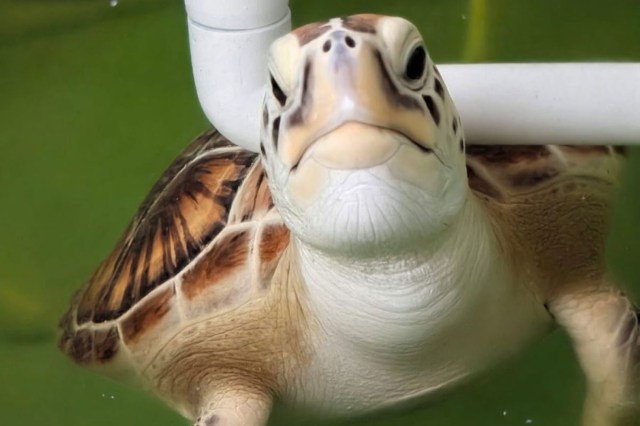 A close-up of a turtle swimming underwater with a green background and a white pipe in the frame.