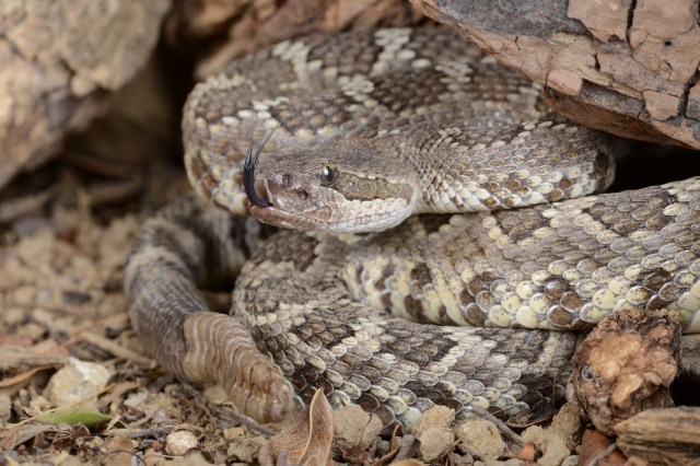 A Southern Pacific rattlesnake.