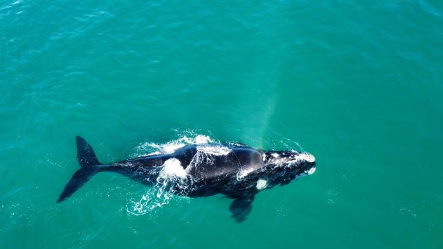 A Southern right whale.