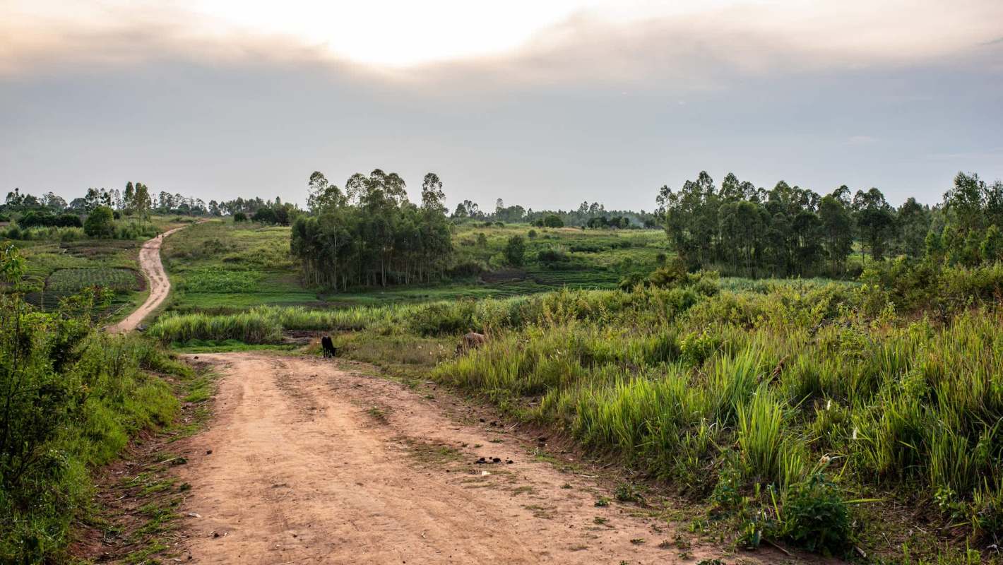 A dirt road winds through lush green fields and trees under a cloudy sky.