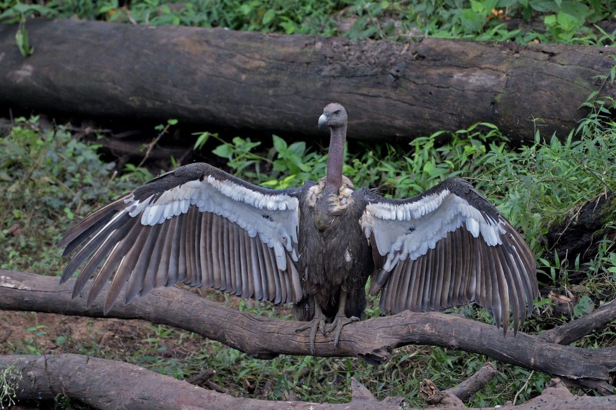 A white-rumped vulture spreading its wings.