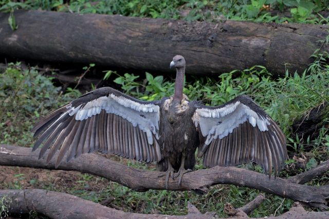 A white-rumped vulture spreading its wings.