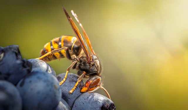A hornet is perched on a cluster of blueberries.