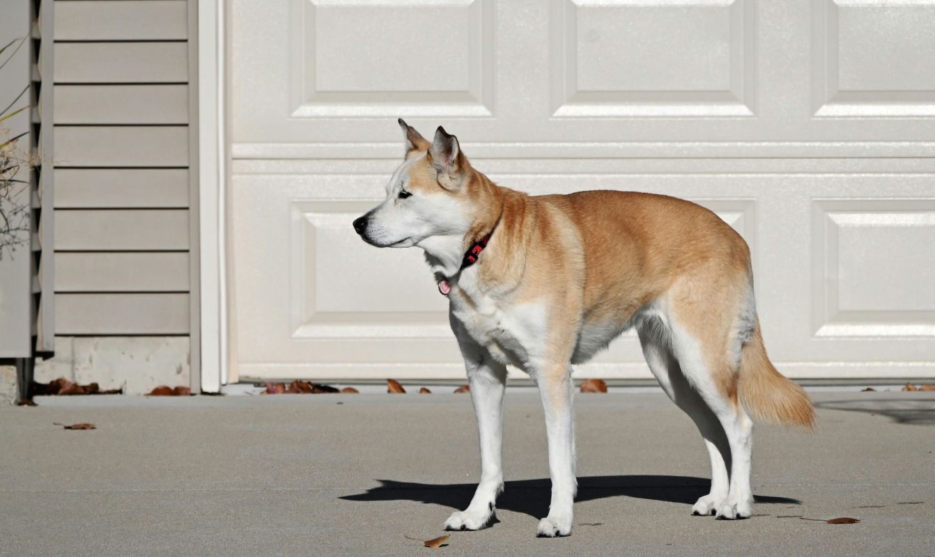 A dog with tan and white fur stands on a driveway in front of a closed garage door.