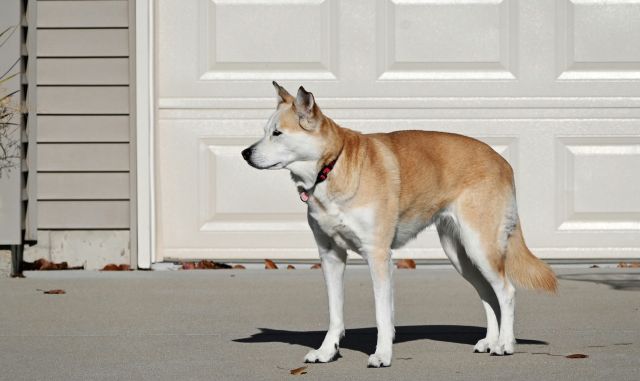 A dog with tan and white fur stands on a driveway in front of a closed garage door.