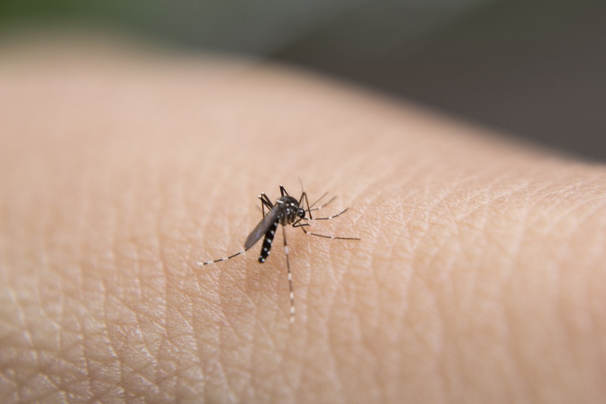 A mosquito on human skin.